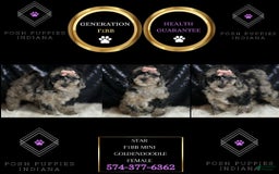 Mini Goldendoodle dogs for sale: Star - Image 7