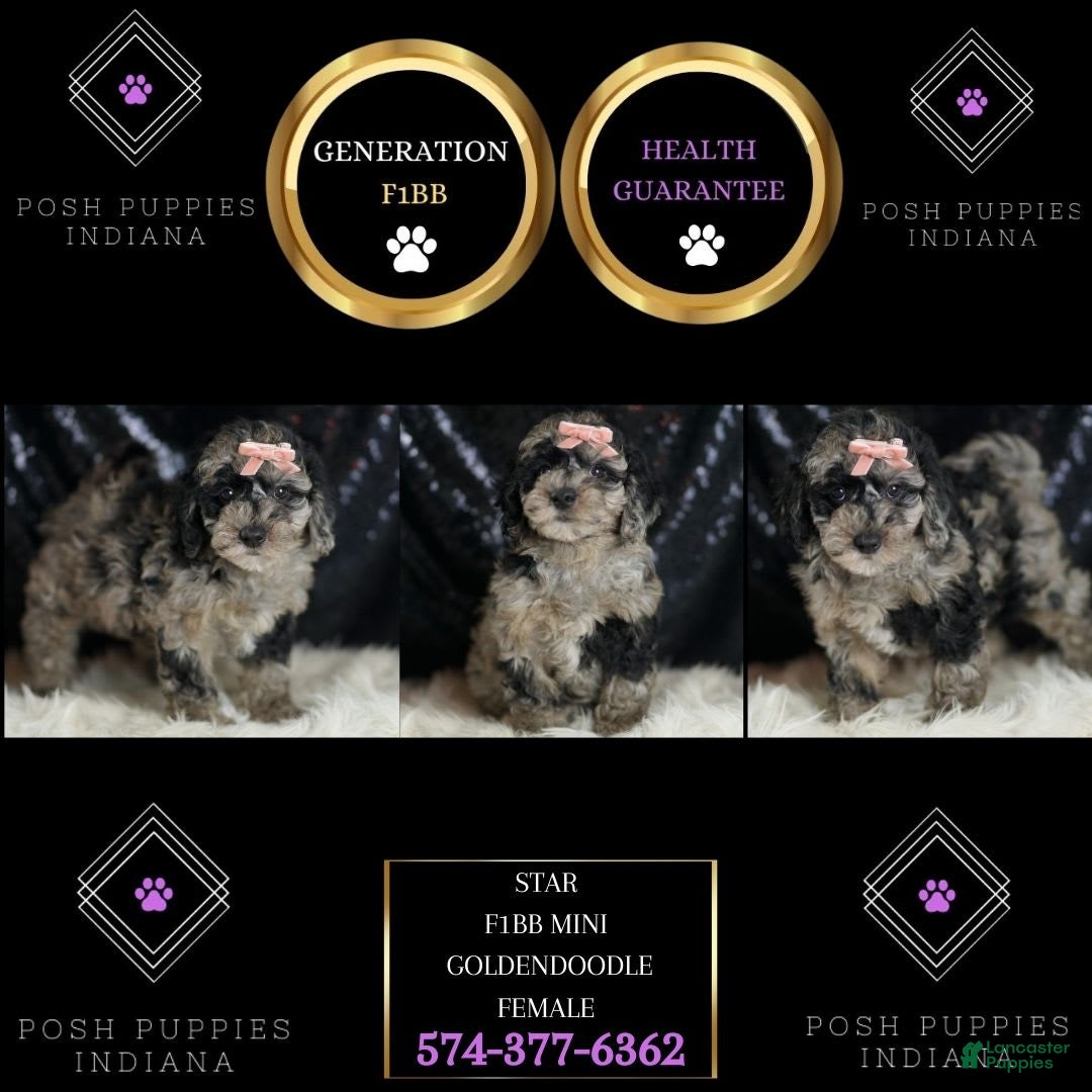 Mini Goldendoodle dogs for sale: Star - Image 7