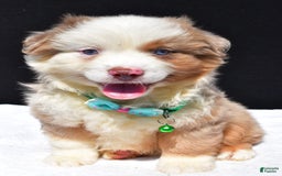 Miniature Australian Shepherd dogs for sale: Jamie - Image 5