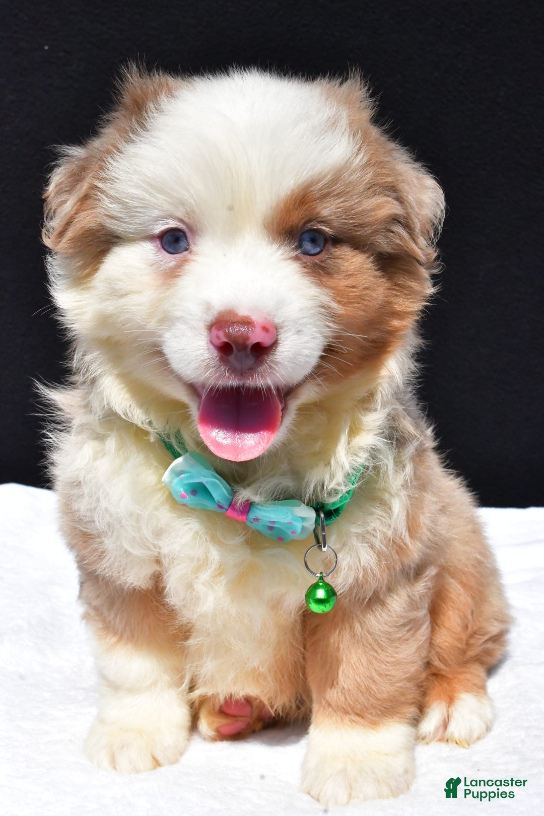 Miniature Australian Shepherd dogs for sale: Jamie - Image 5
