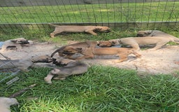 Presa Canario dogs for sale: Perro De Presa Canario - Image 5