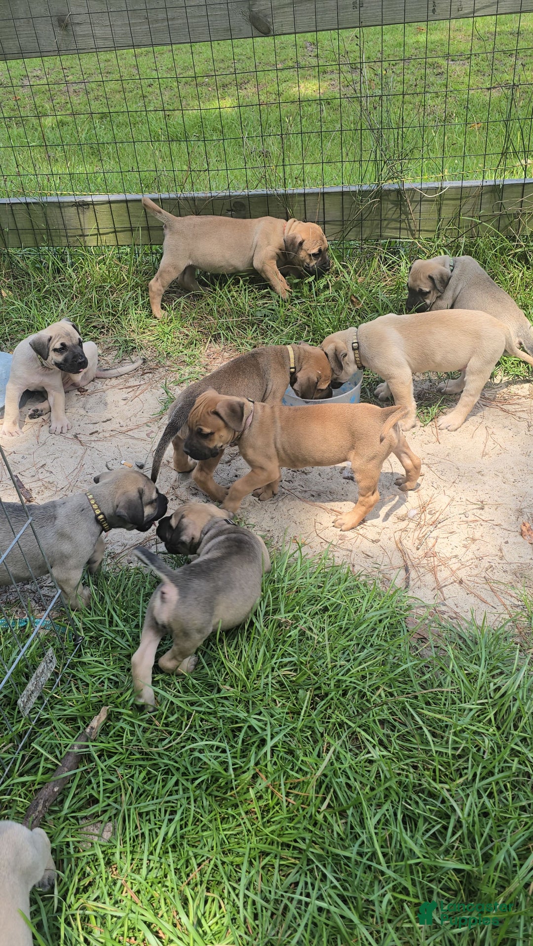 Presa Canario dogs for sale: Perro De Presa Canario - Image 5