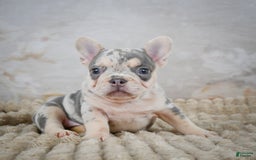 French Bulldog dogs for sale: Remi - Image 9