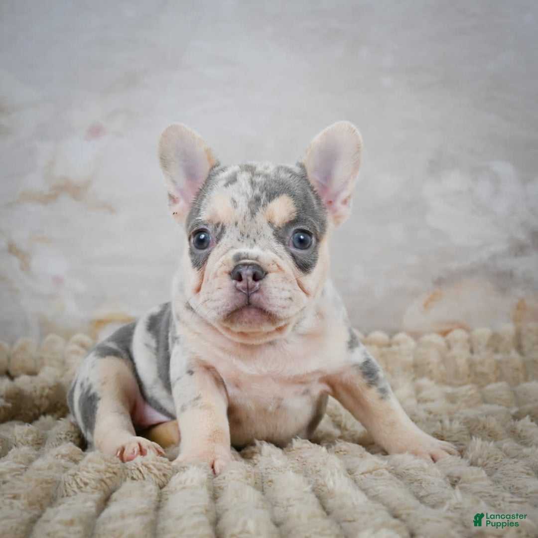 French Bulldog dogs for sale: Remi - Image 9