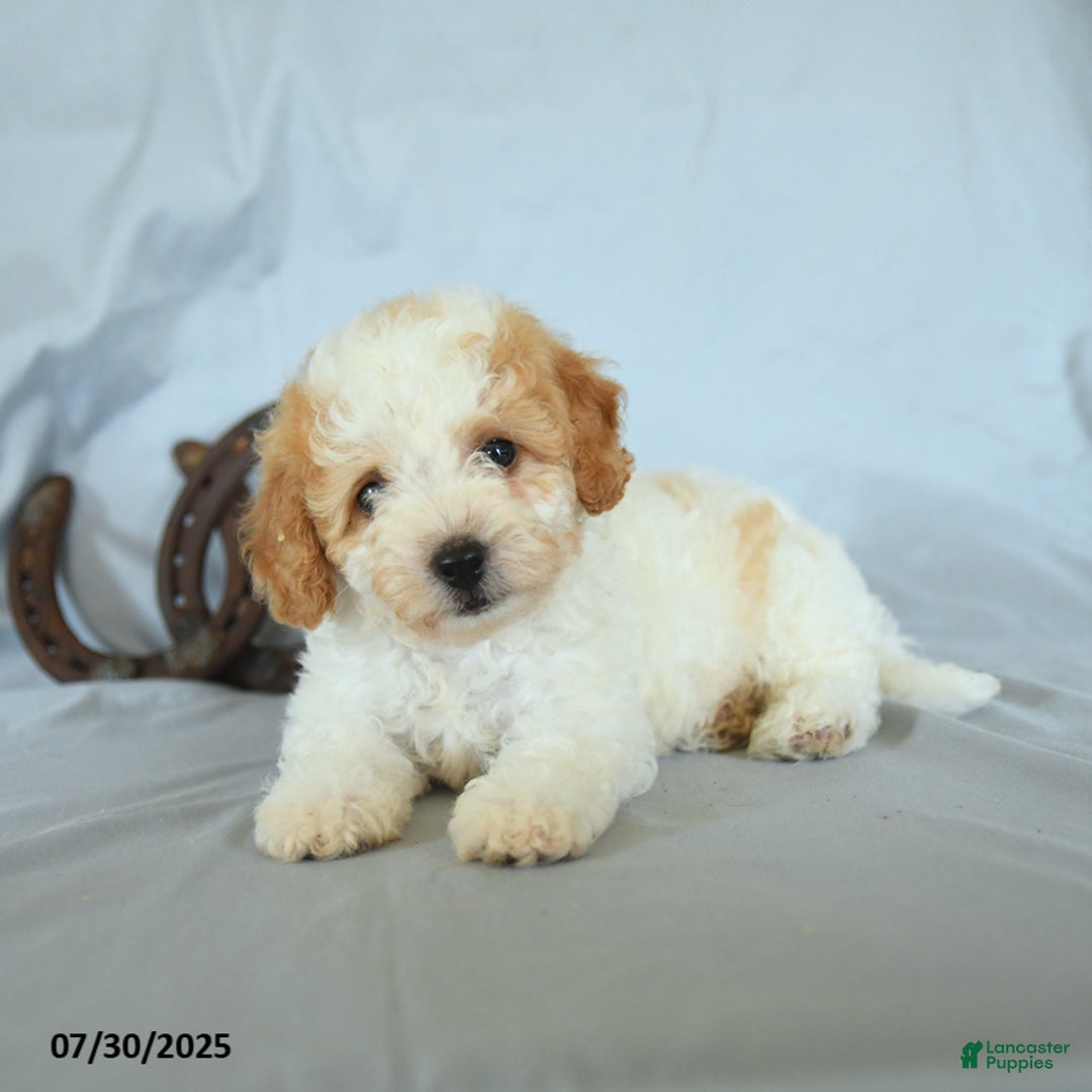 Shihpoo dogs for sale: Roscoe - Image 3