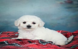 Bichon Frise dogs for sale: Sophia - Image 10