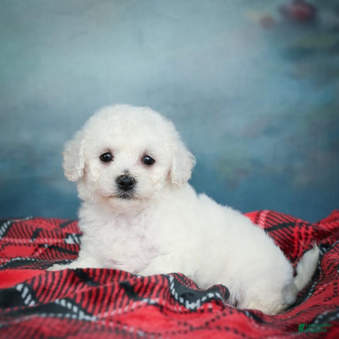 Bichon Frise dogs for sale: Sophia - Image 10
