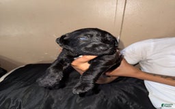 Goldendoodle dogs for sale: Bluey - Image 1