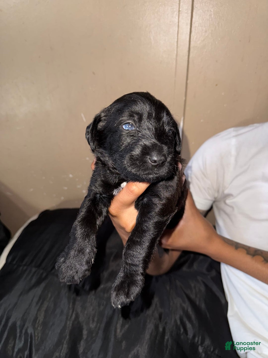 Goldendoodle dogs for sale: Bluey - Image 1
