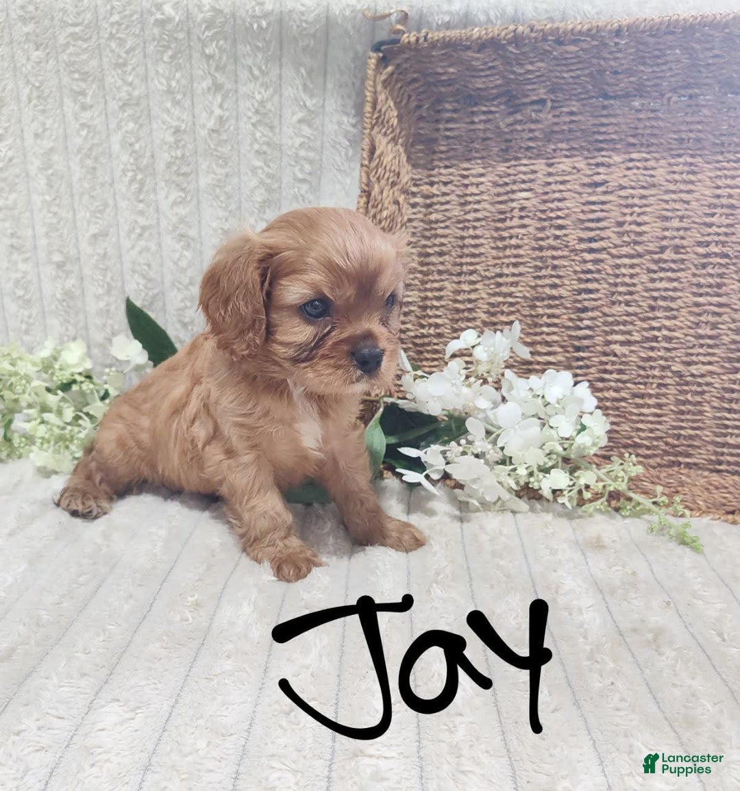 Cavalier King Charles Spaniel dogs for sale: Jay - Image 4