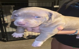 American Bully dogs for sale: Bella - Image 7