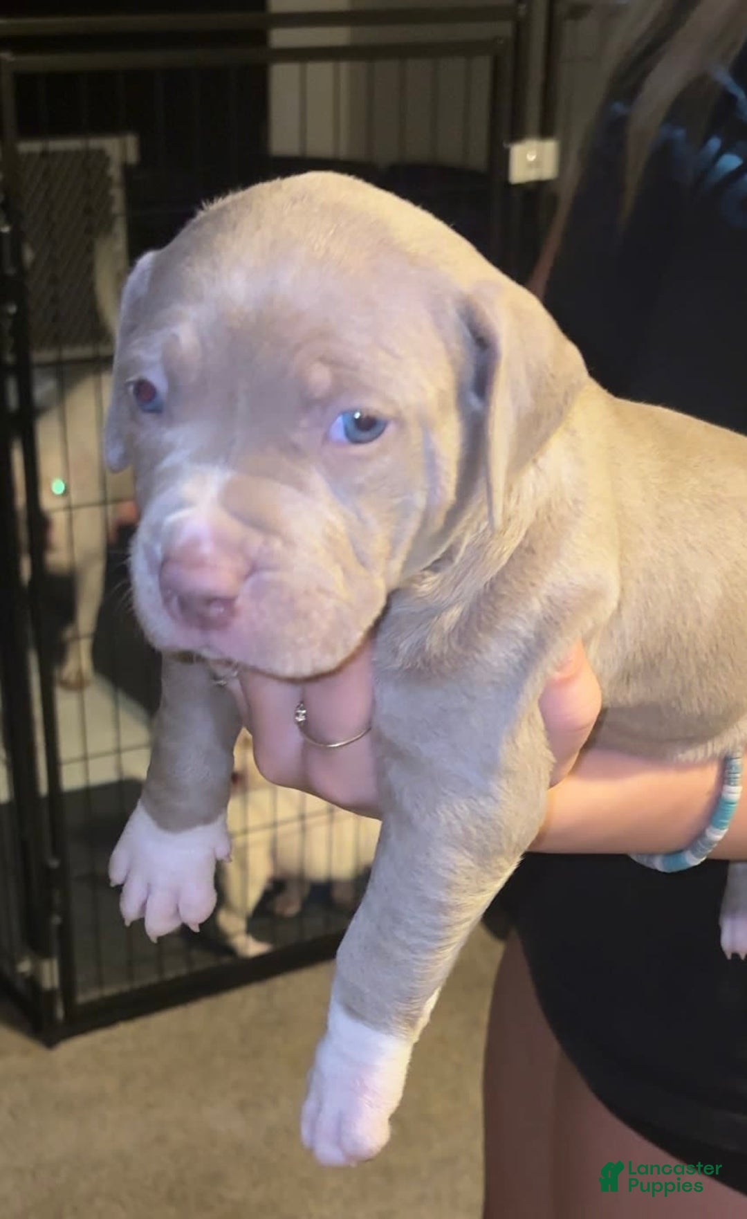 American Bully dogs for sale: Bella - Image 7