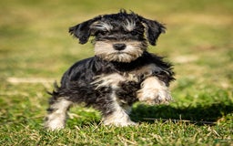 Miniature Schnauzer dogs for sale: Harley - Image 2