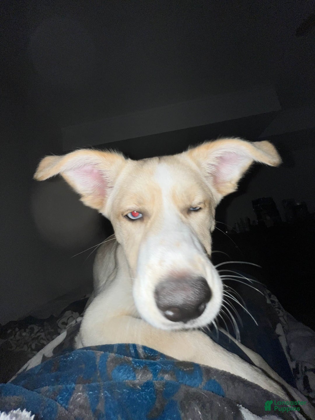 Goberian dogs for sale: Nova - Image 1
