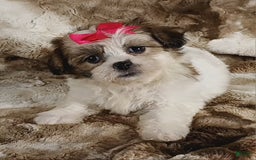 Teddy Bear dogs for sale: Tessa - Image 4