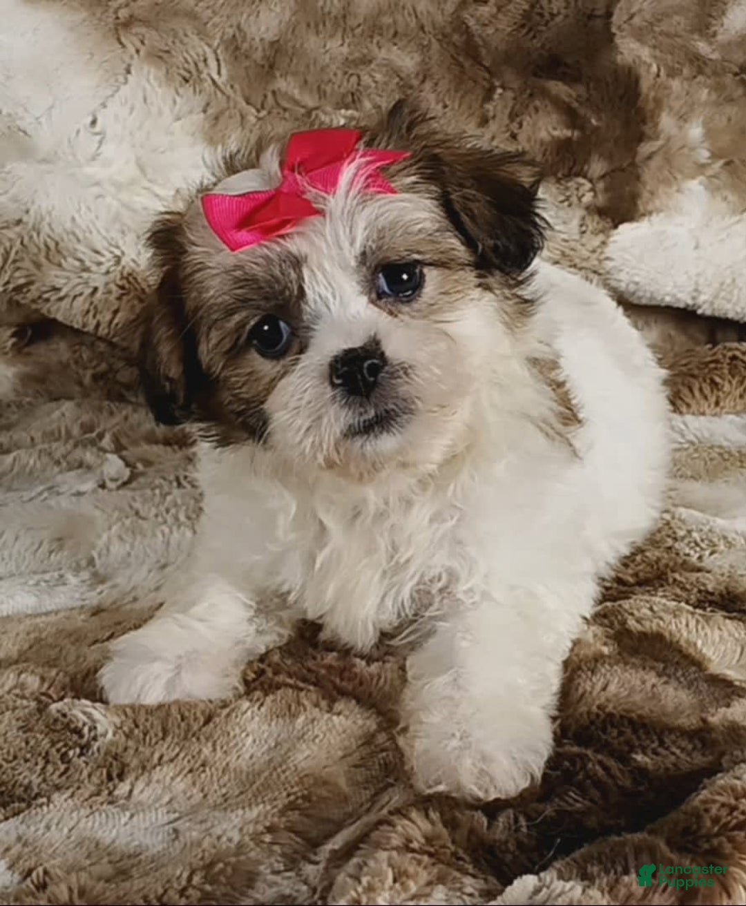 Teddy Bear dogs for sale: Tessa - Image 4
