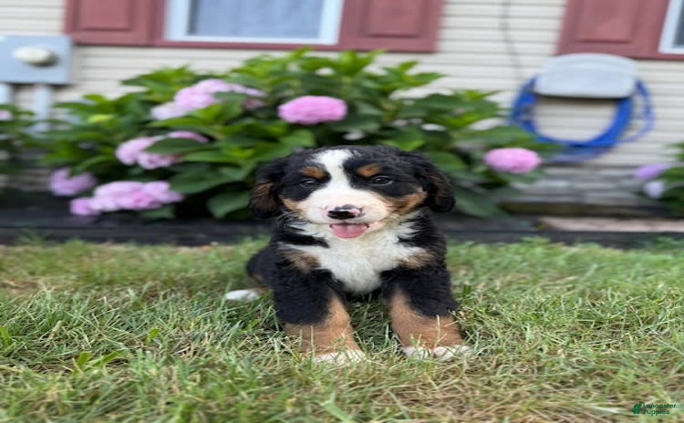 Bernese Mountain Dog dogs for sale - Ad 1