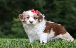 Miniature Australian Shepherd dogs for sale: Trixie - Image 2