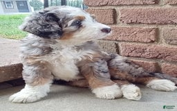 Mini Bernedoodle dogs for sale: Mia - Image 17