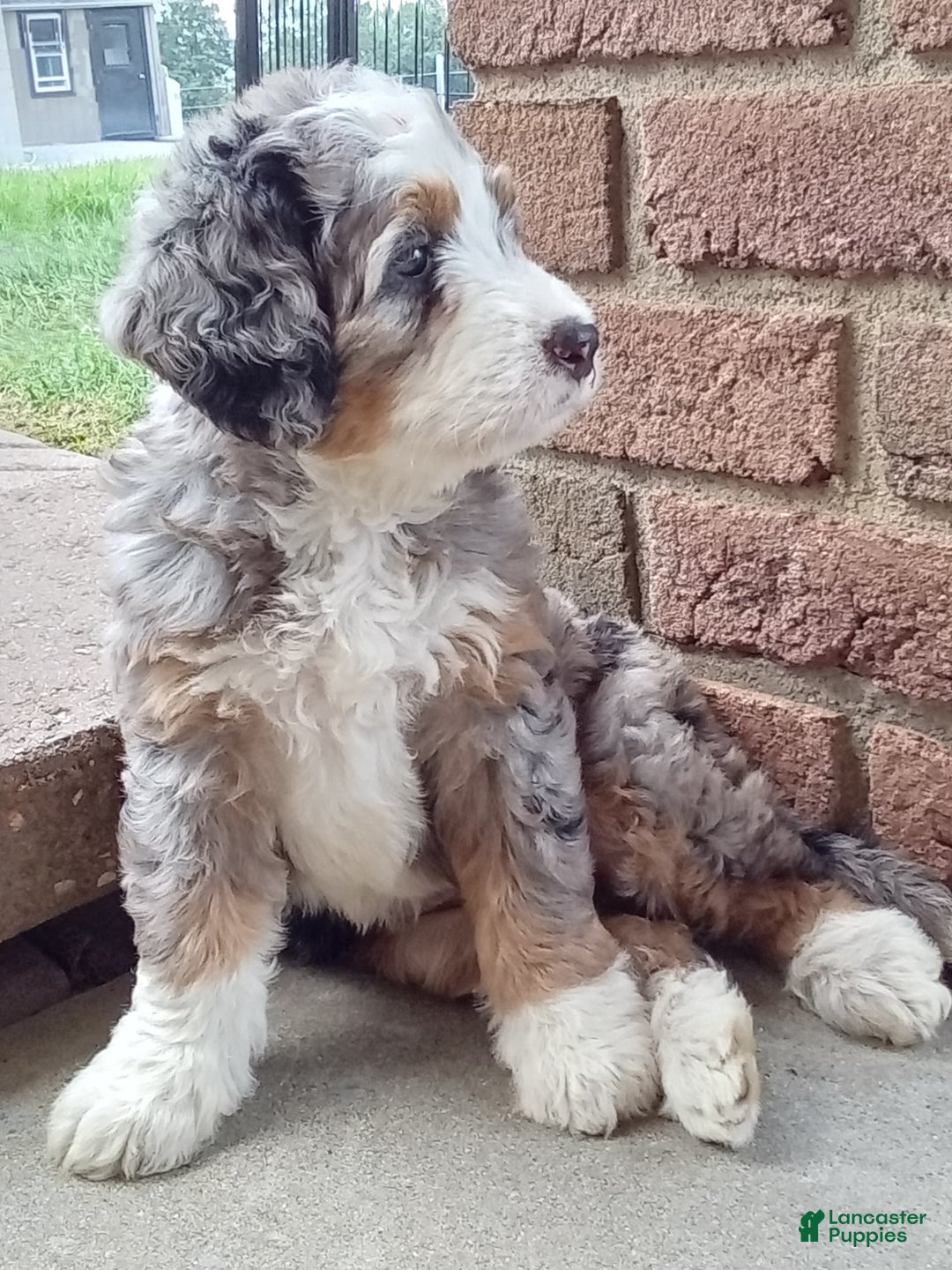 Mini Bernedoodle dogs for sale: Mia - Image 17