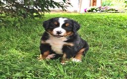Bernese Mountain Dog dogs for sale: Vincent - Image 2