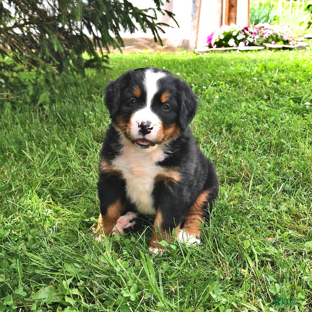 Bernese Mountain Dog dogs for sale: Vincent - Image 2