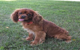 Cavalier King Charles Spaniel dogs for sale: Zander Blake - Image 13
