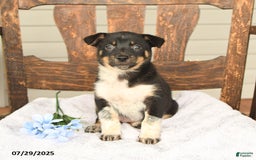 Australian Cattle Dog dogs for sale: Martha - Image 1