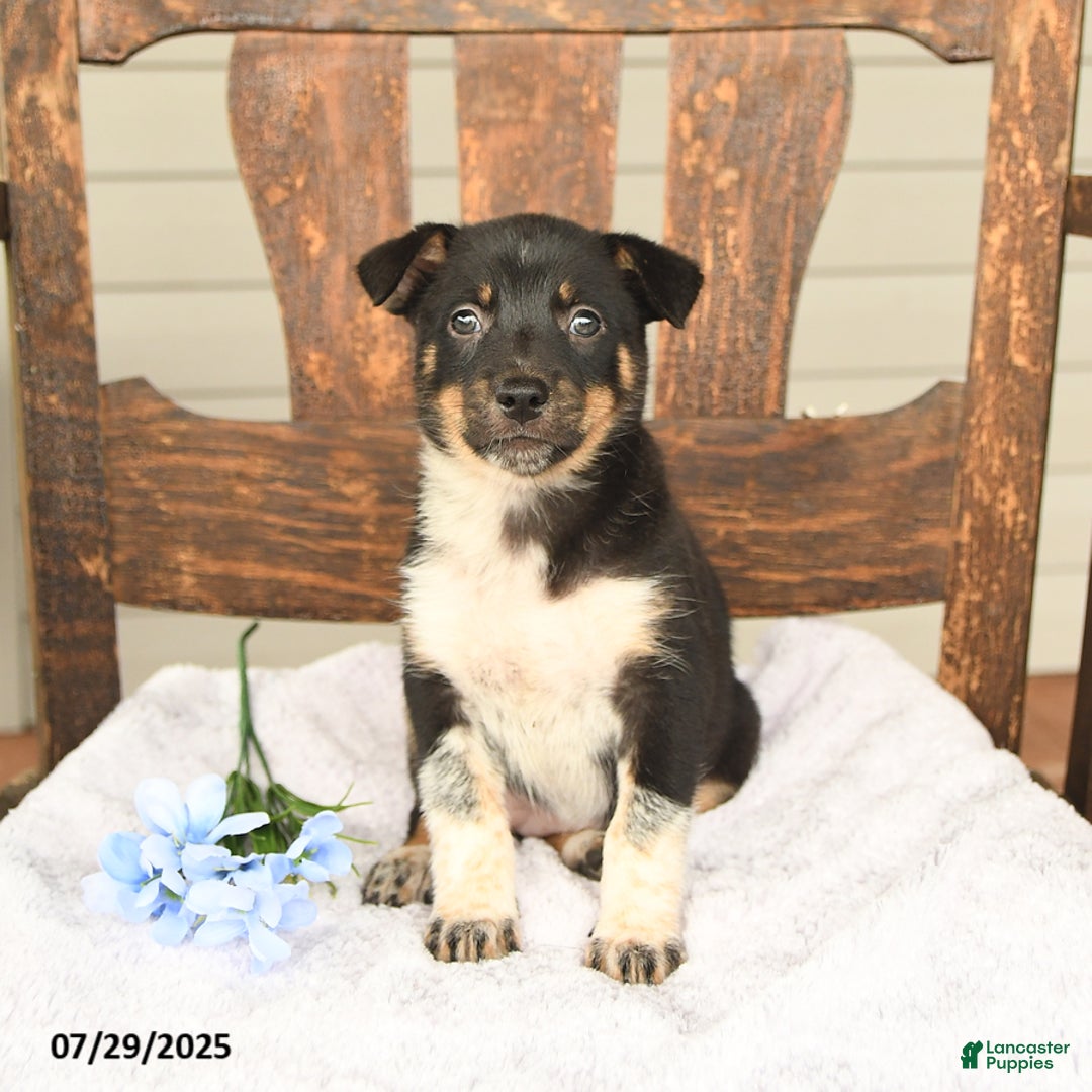 Australian Cattle Dog dogs for sale: Martha - Image 1