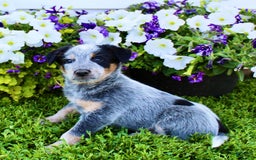 Australian Cattle Dog dogs for sale: Dewy - Image 2