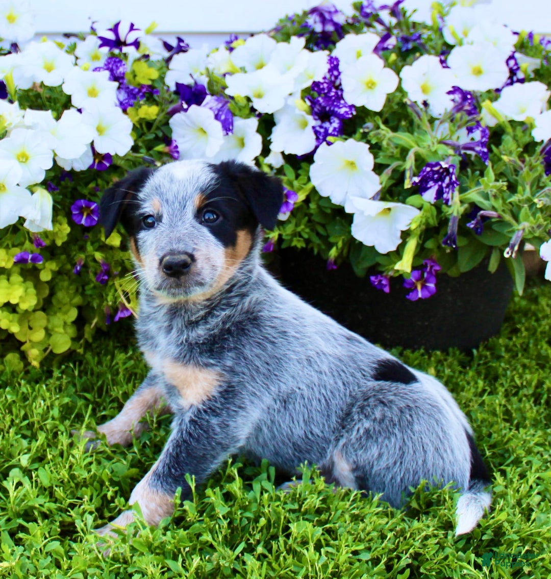 Australian Cattle Dog dogs for sale: Dewy - Image 2