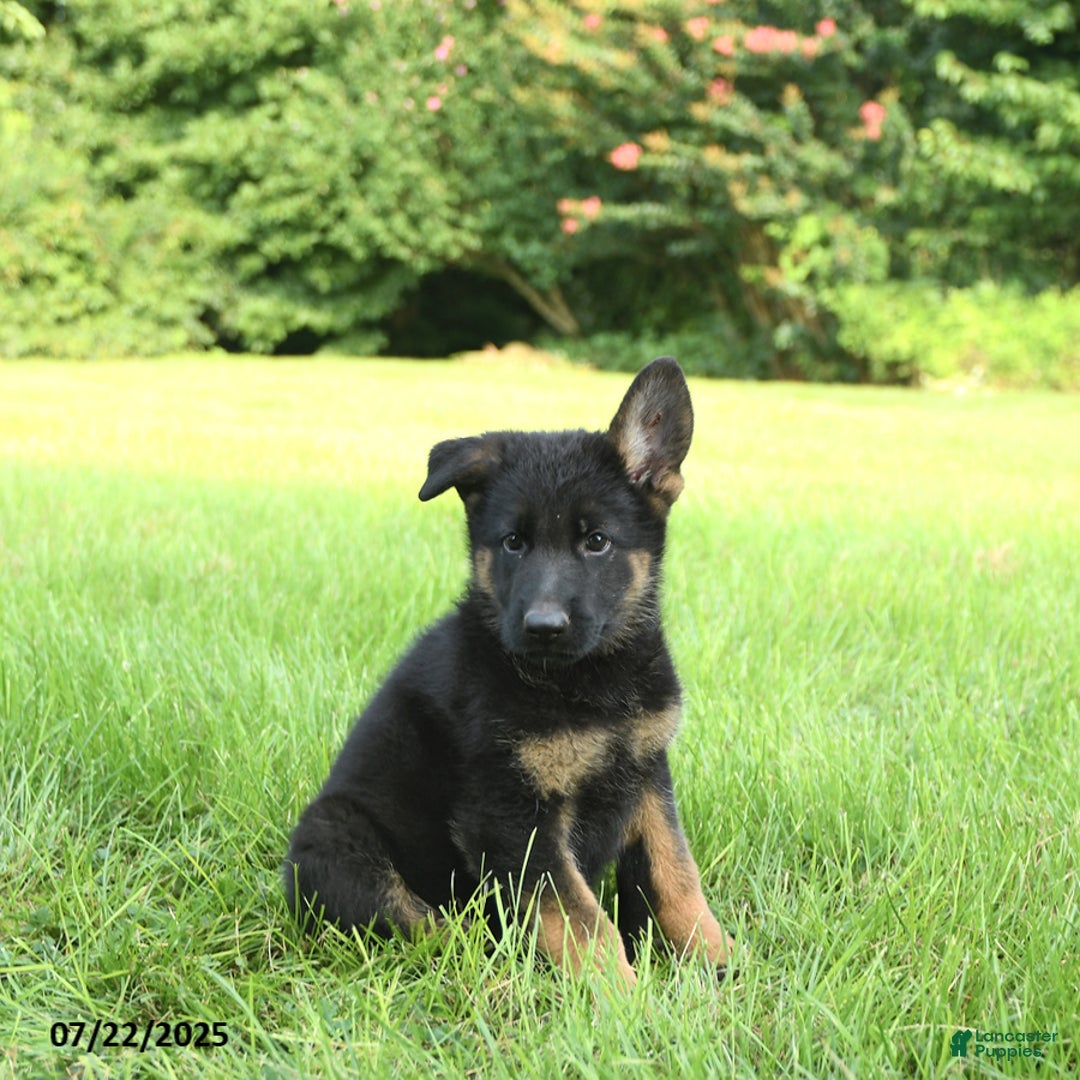 German Shepherd dogs for sale: German Shepherd 8 puppies - Image 20