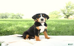 Greater Swiss Mountain Dog dogs for sale: Harvey - Image 14
