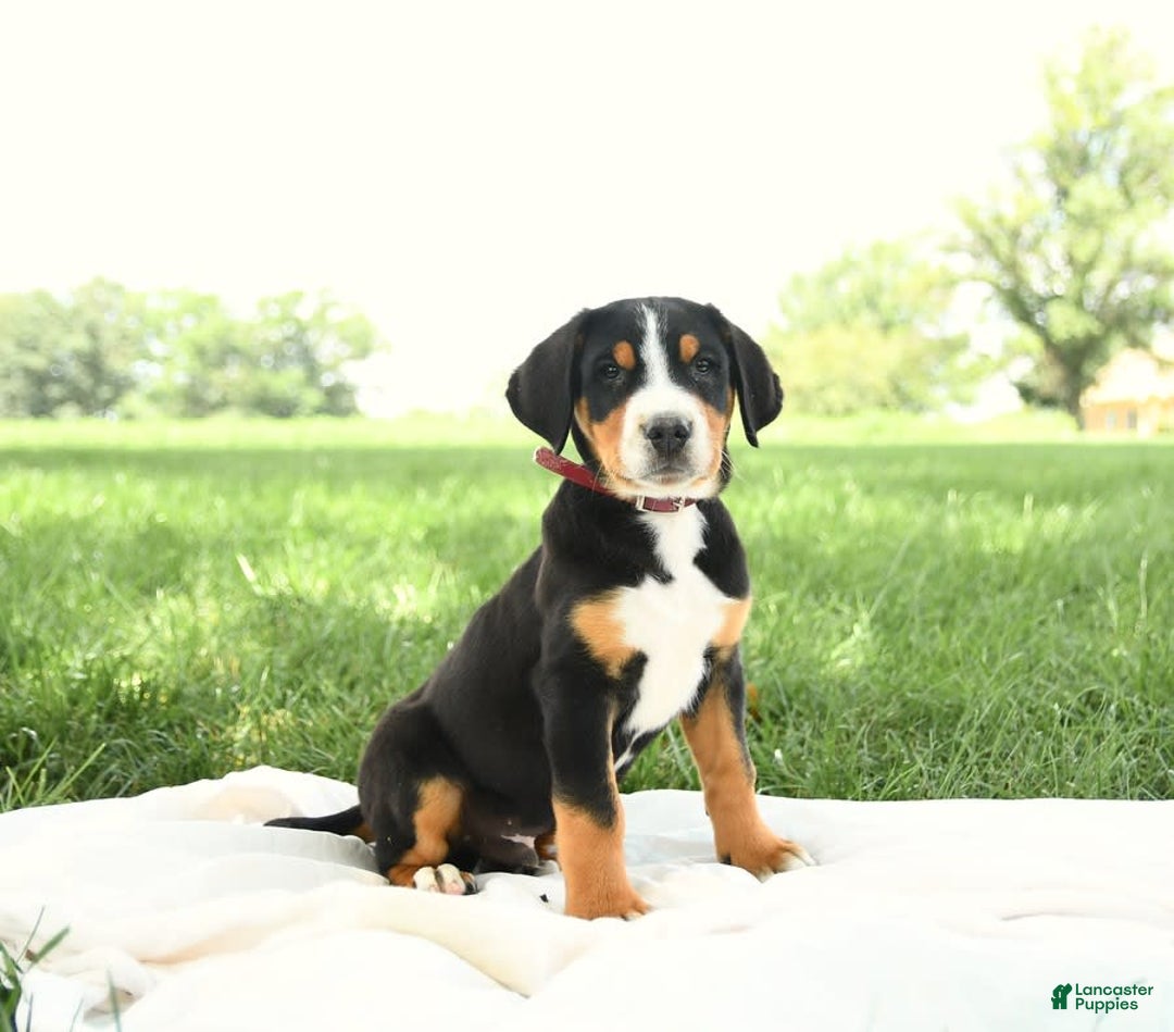 Greater Swiss Mountain Dog dogs for sale: Harvey - Image 14