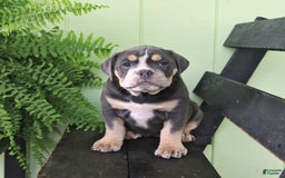 Olde English Bulldogge dogs for sale: Cassie - Image 8