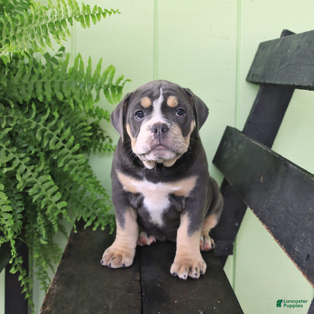 Olde English Bulldogge dogs for sale: Cassie - Image 8