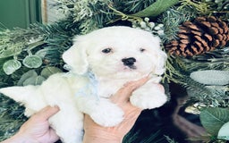 Cockapoo dogs for sale: Buff Baby Boy - Image 2