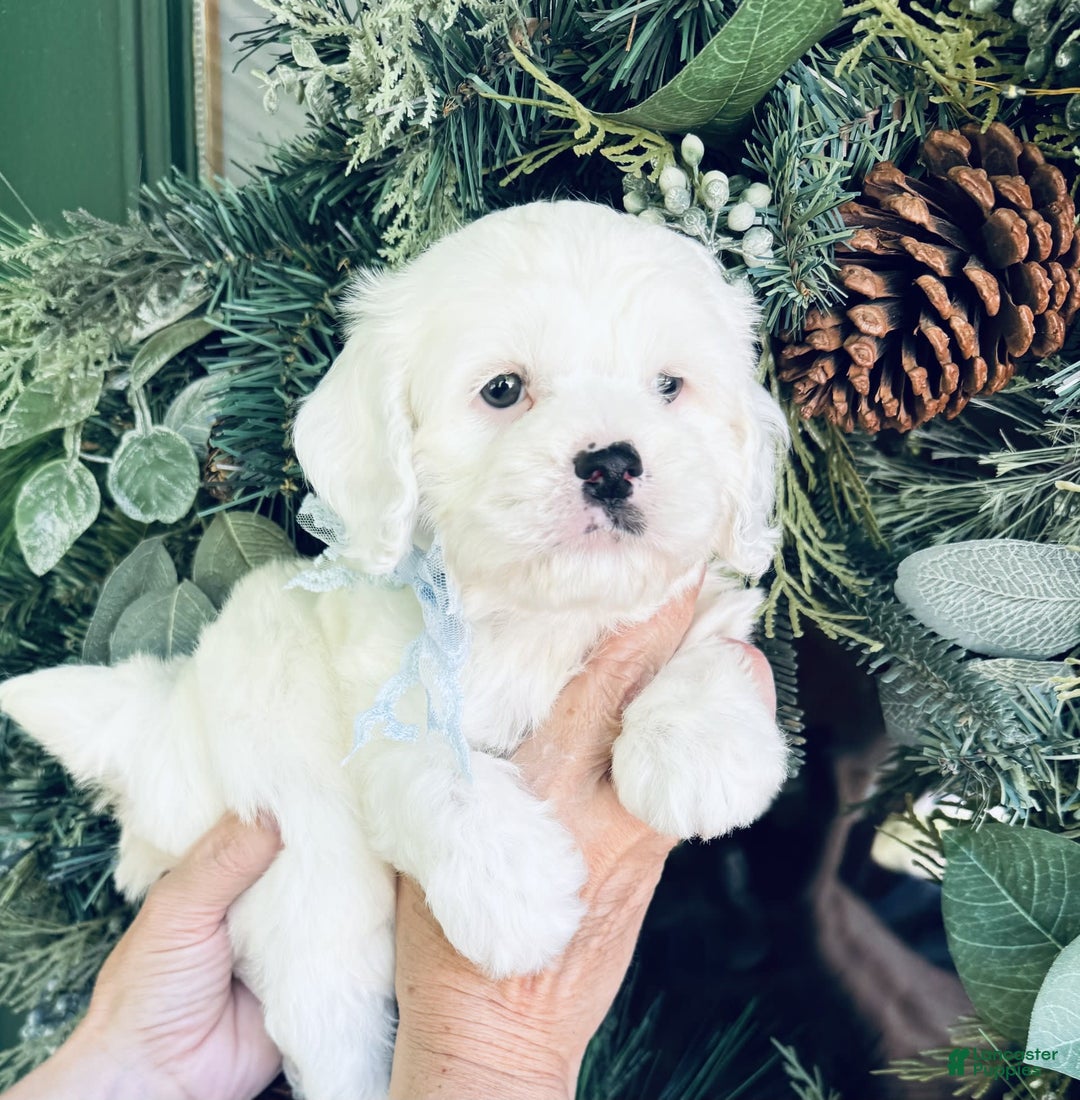 Cockapoo dogs for sale: Buff Baby Boy - Image 2