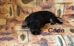 German Shepherd dogs for sale: Cade - Image 5