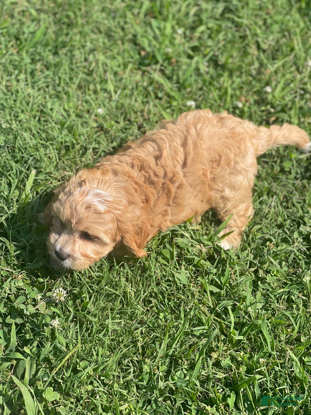 Cavapoo dogs for sale: Puppy 23 - Image 4