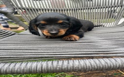 Dachshund dogs for sale: Fiona - Image 1