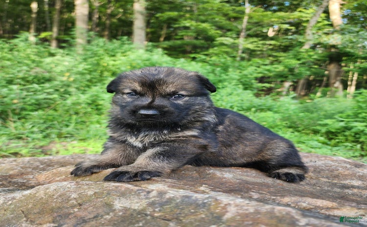 German Shepherd dogs for sale - Ad 3