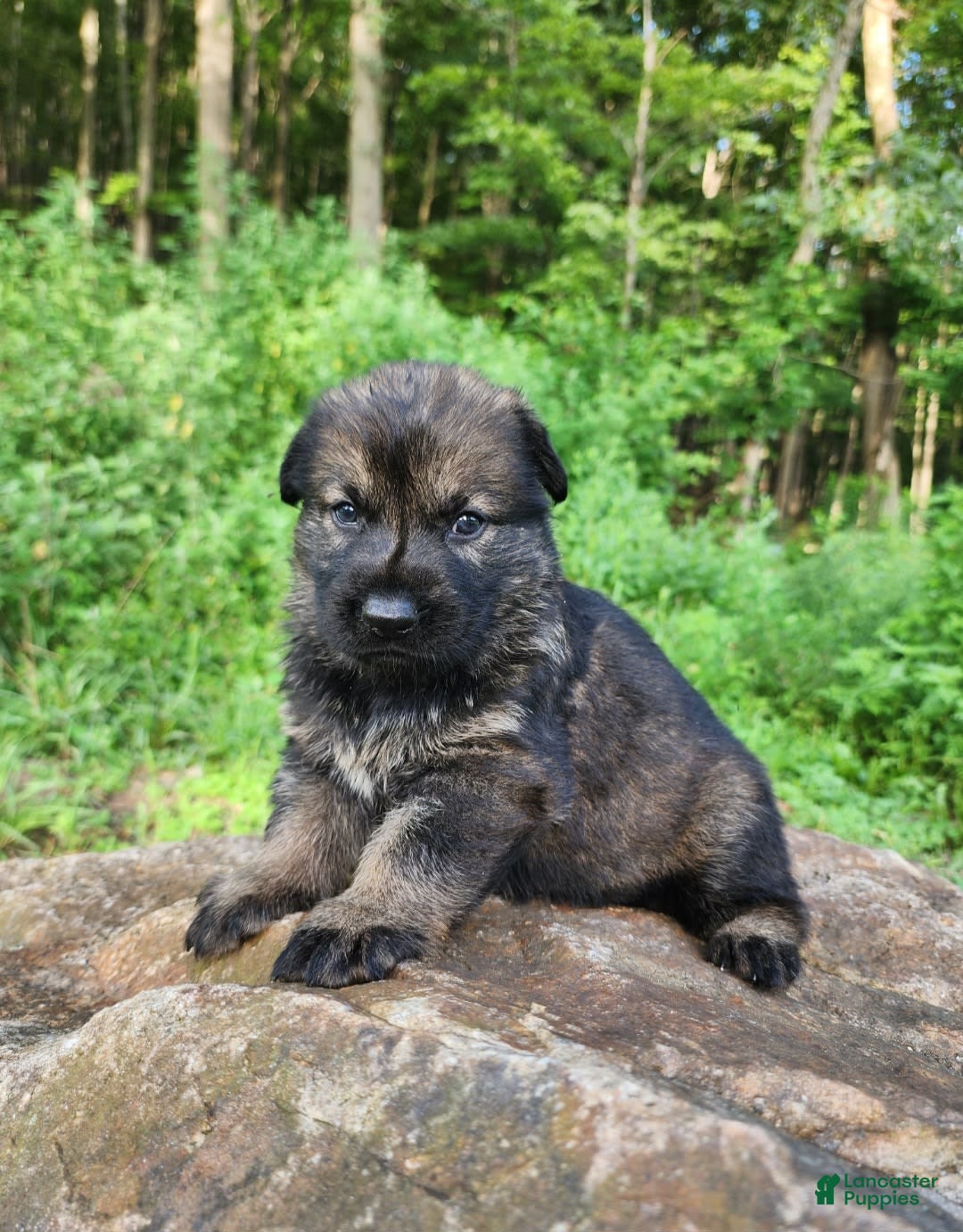 German Shepherd dogs for sale: Kora - Image 1
