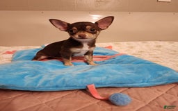 Chihuahua dogs for sale: Toy Bella - Image 11
