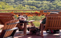 Aussiedoodle dogs for sale: Beau - Image 10