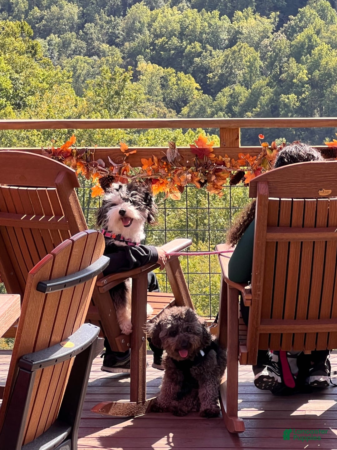 Aussiedoodle dogs for sale: Beau - Image 10