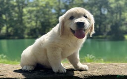 Golden Retriever dogs for sale: Nova - Image 13