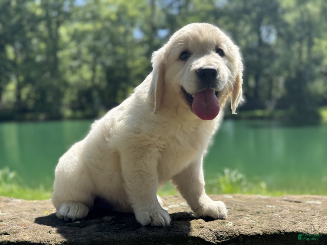 Golden Retriever dogs for sale: Nova - Image 13
