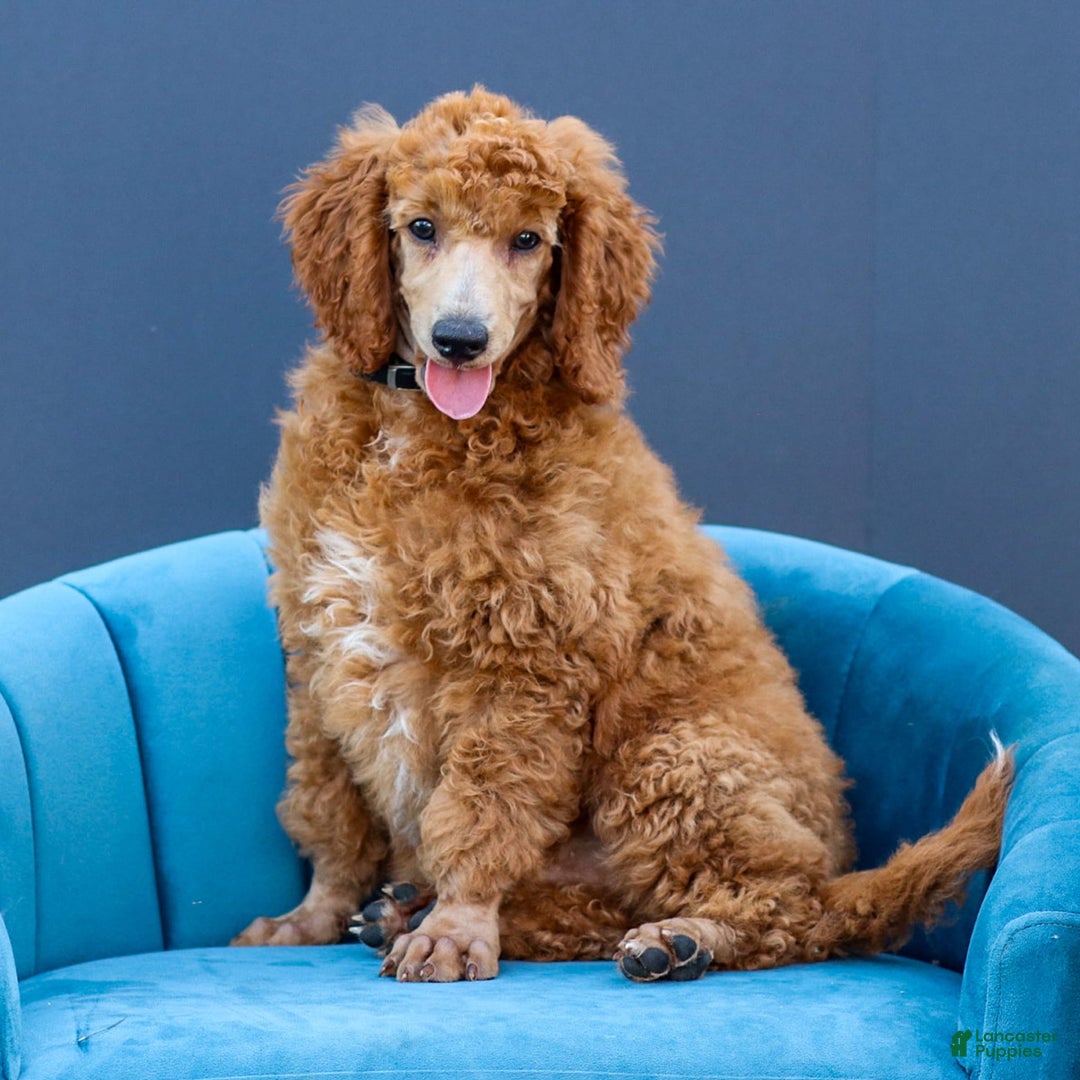 Standard Poodle dogs for sale: Ronnie - Image 3