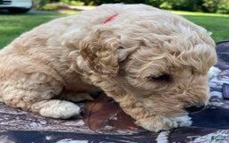 Labradoodle dogs for sale: Douglas - Image 20